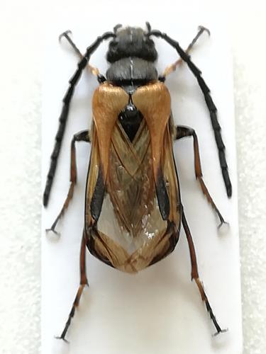Sitaris solieri